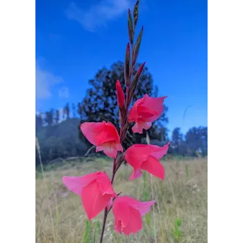 Red Gladiolus Flowers